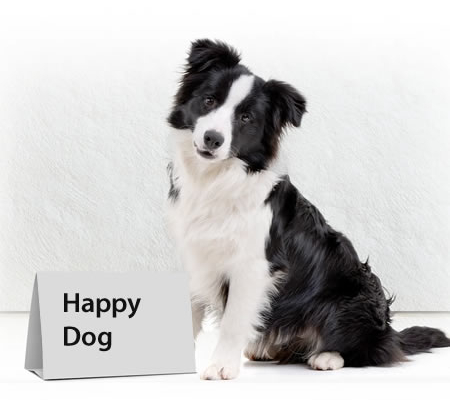 Happy Dog